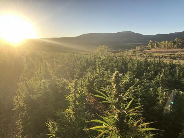 The Supply Chain of Hemp - And Its Impact on Quality and the Environment