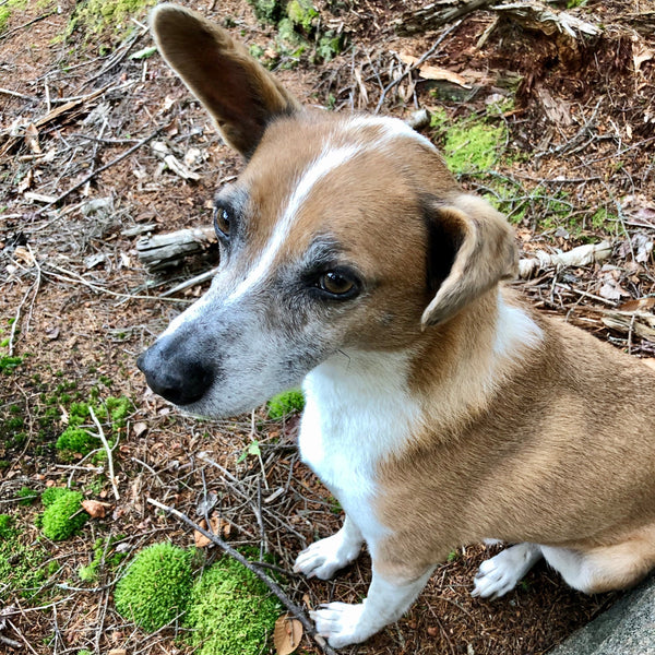 Turok's Story & Protocol (Dog Cancer)