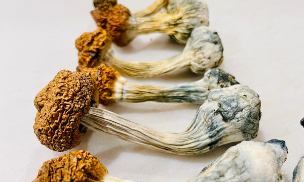 Exploring the Potential Benefits of Micro-Dosing Sacred (magic) Mushrooms