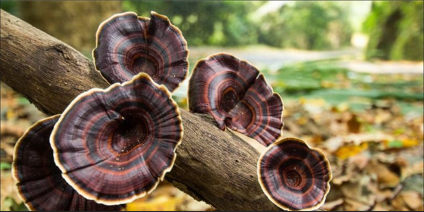 Unveiling Nature's Pharmacy: The Power and Potential of Medicinal Mushrooms