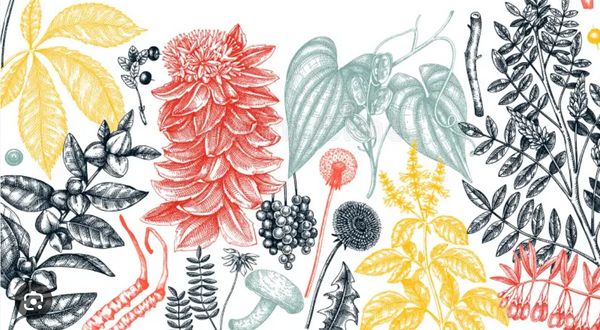 Thriving Through Black Friday & The Holidays: Harness the Power of Adaptogens