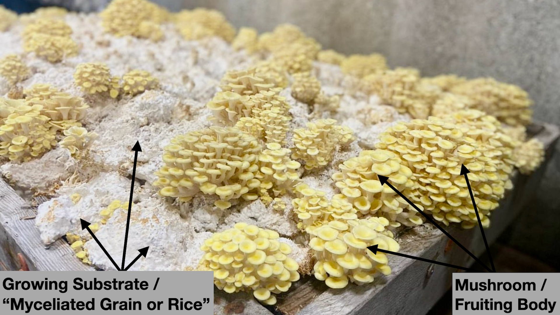 functional mushroom