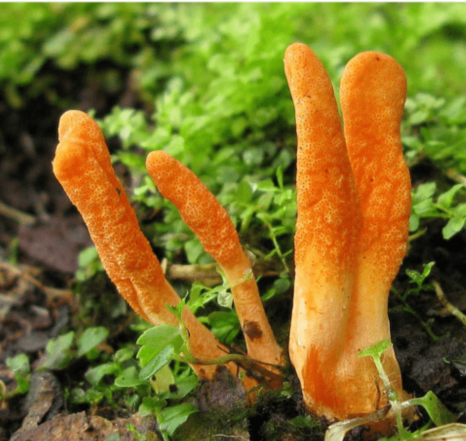 Respiration & Immune Support Tincture - WHSL 6 - FuFluns' Foods