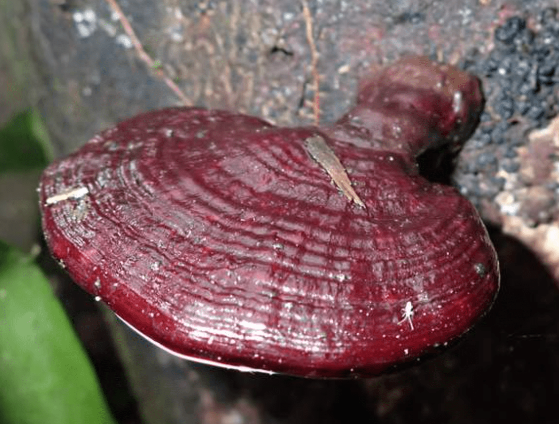 Respiration & Immune Support Tincture - WHSL 12 - FuFluns' Foods