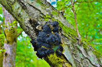 Respiration & Immune Support Tincture - WHSL 6 - FuFluns' Foods