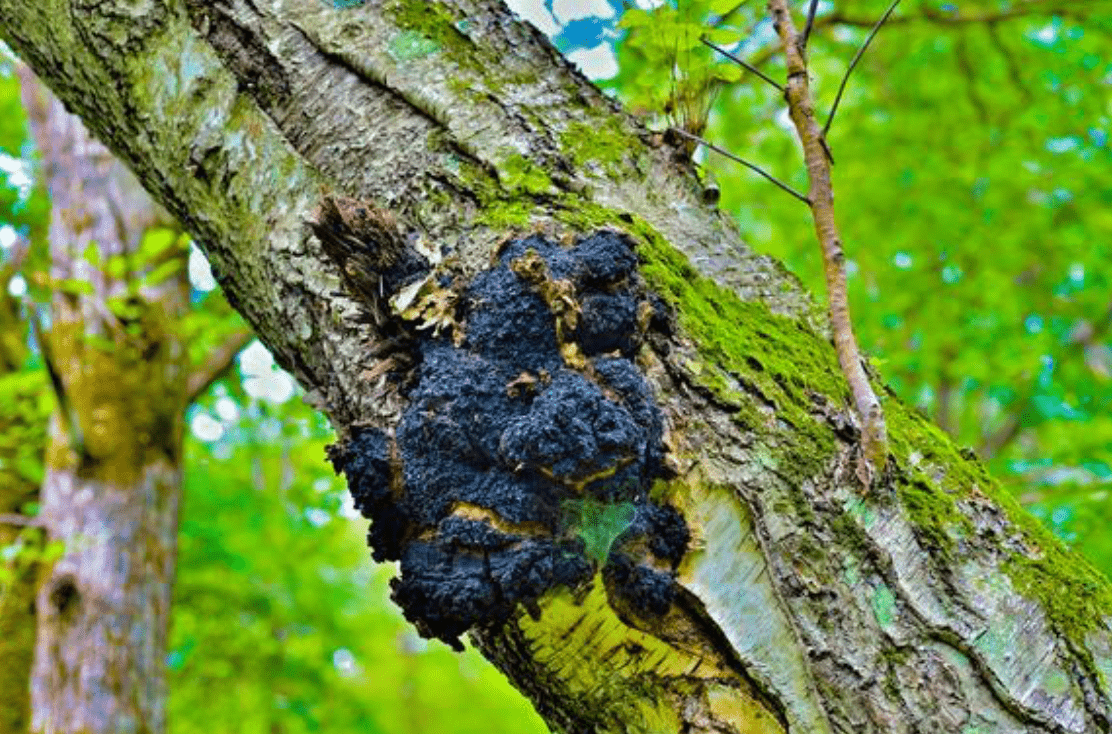 Respiration & Immune Support Tincture - WHSL 12 - FuFluns' Foods