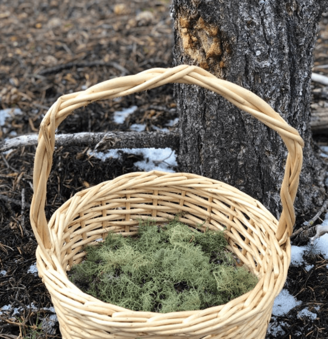 Respiration & Immune Support Tincture - WHSL 6 - FuFluns' Foods