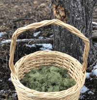 Respiration & Immune Support Tincture - WHSL 12 - FuFluns' Foods