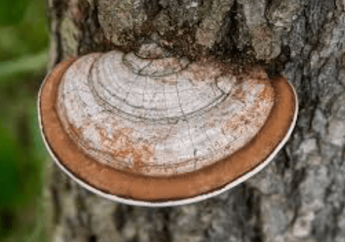 Respiration & Immune Support Tincture - WHSL 12 - FuFluns' Foods