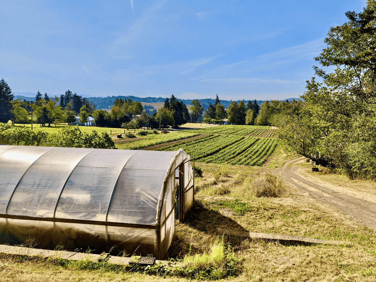 Ashwagandha Tincture - FuFluns' Foods